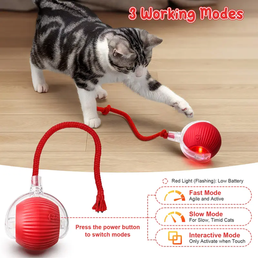 Cat & Small dog Toy