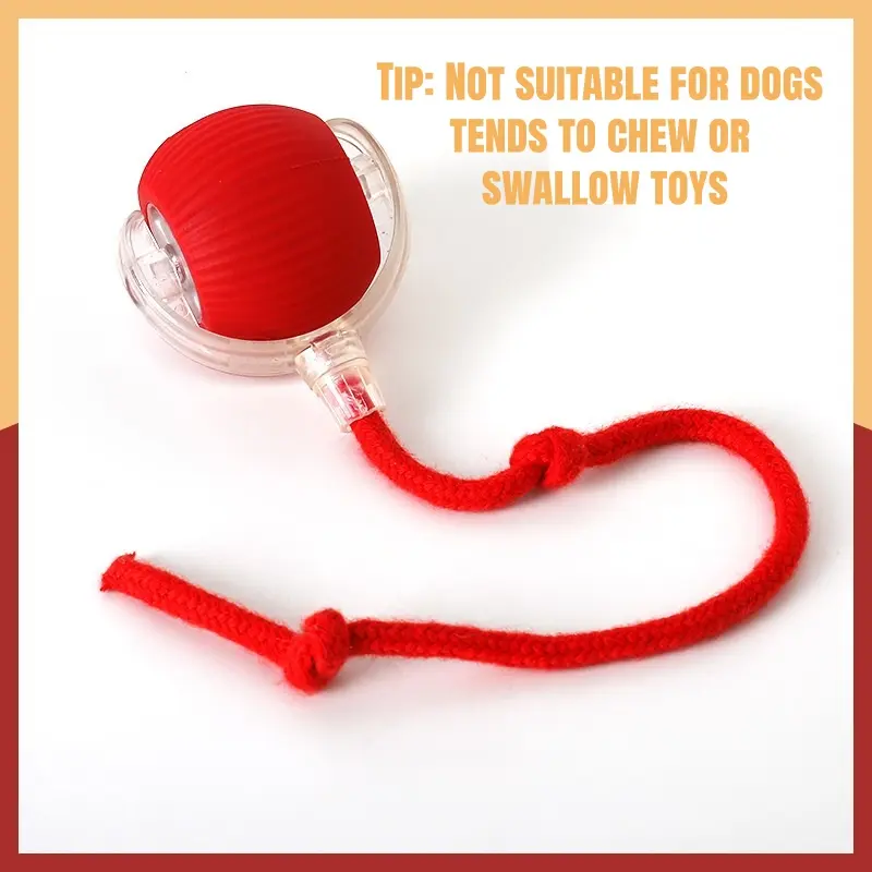Cat & Small dog Toy